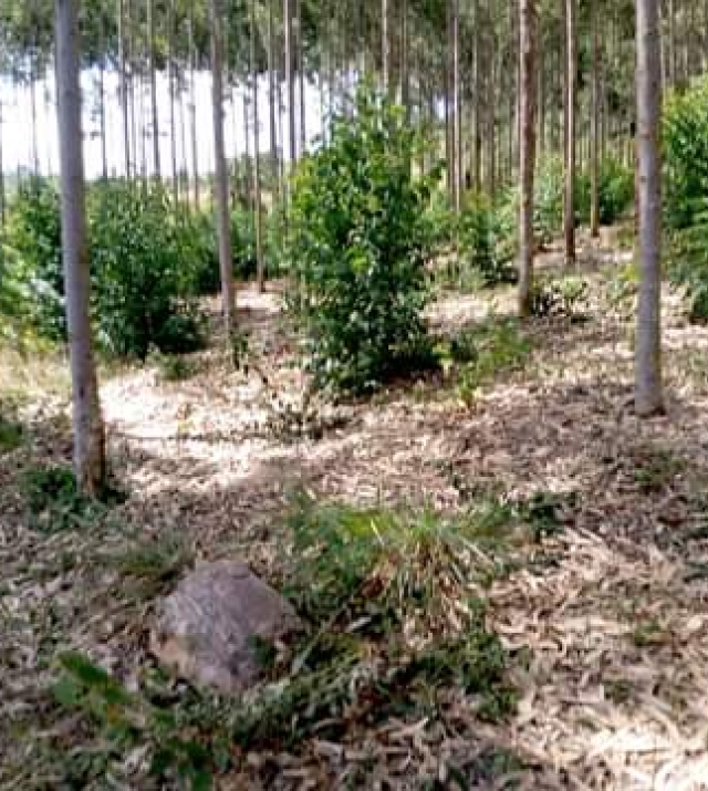 WhatsApp Image 2021-04-18 at 19.37.18.jpeg